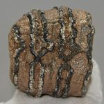 Mammuthus meridionalis partial tooth (791 grams)