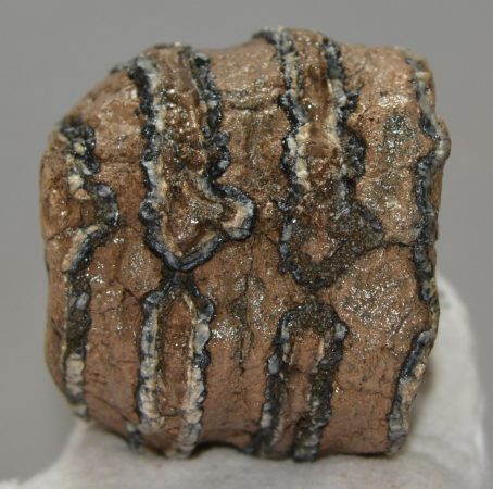 Mammuthus meridionalis partial tooth (791 grams)