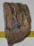 Mammuthus meridionalis partial tooth (791 grams)
