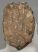 Mammuthus meridionalis partial tooth (791 grams)