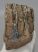 Mammuthus meridionalis partial tooth (791 grams)
