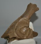 Bison sp. részleges medence csont 