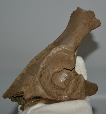 Bison sp. részleges medence csont 