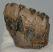 Mammuthus sp. részleges fog (250 gramm) ELFOGYOTT (M) 06