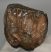 Mammuthus sp. részleges fog (250 gramm) ELFOGYOTT (M) 06