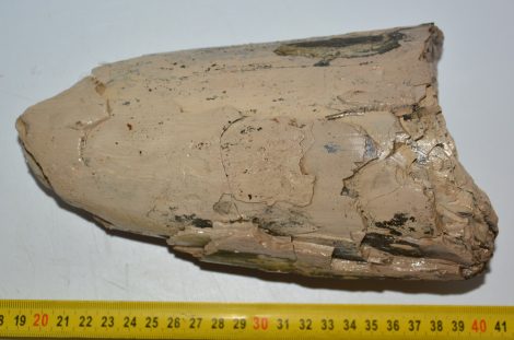 Mammuthus meridionalis partial tusk (1068 grams)