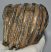 Mammuthus meridionalis részleges fog (1097 gramm)