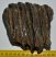 Mammuthus meridionalis részleges fog (1097 gramm)