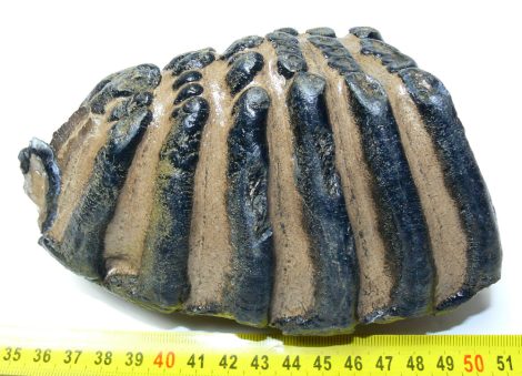 Mammuthus meridionalis részleges fog  (1038 gramm) ELFOGYOTT (LL B) 05