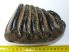 Mammuthus meridionalis partial tooth (1038 grams) SOLD (LL B) 05