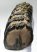Mammuthus meridionalis részleges fog  (1038 gramm) ELFOGYOTT (LL B) 05