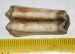  Eotragus sp. tooth Medium size bovid (35 mm)