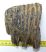 Mammuthus primigenius részleges fog (732 gramm) ELFOGYOTT (LL B) 05