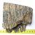 Mammuthus primigenius részleges fog (732 gramm) ELFOGYOTT (LL B) 05