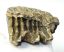 Mammuthus primigenius partial tooth (732 grams) SOLD (LL B) 05