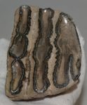 Mammuthus meridionalis részleges fog (525 gramm)