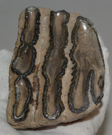 Mammuthus meridionalis részleges fog (525 gramm)