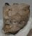 Mammuthus meridionalis részleges fog (525 gramm)