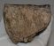 Mammuthus meridionalis részleges fog (525 gramm)