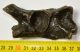  Seal (Pagophilus groenlandicus?) partial plevic bone