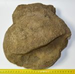 Mammuthus meridionalis partial humerus bone (7,4 Kg)