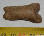 Ursus spelaeus ujjperc csont (40,7 mm)