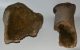 Mammuthus meridionalis partial tibia bone (6755 grams)