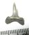 Lamna nasus shark tooth (13 mm)