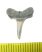 Lamna nasus shark tooth (13 mm)