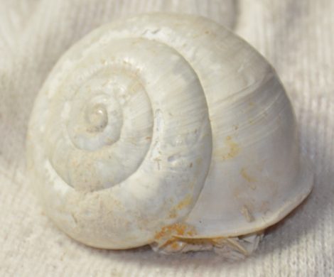 Tacheocampylaea doderleini csiga kövület Várpalota közeléből