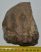 Mammuthus meridionalis részleges fog (1002 gramm) ELFOGYOTT (M) 06