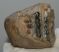 Mammuthus meridionalis részleges fog (1002 gramm) ELFOGYOTT (M) 06