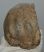 Mammuthus meridionalis részleges fog (1002 gramm) ELFOGYOTT (M) 06