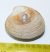 Pitar polytropa kagyló kövület 