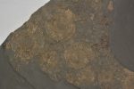Dactyloceras and Harpoceras ammonites from near Ohmden