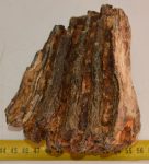 Mammuthus primigenius részleges fog (807 gramm)