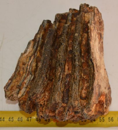 Mammuthus primigenius részleges fog (807 gramm) Mammuthus primigenius részleges fog (807 gramm)