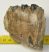 Mammuthus meridionalis partial tooth (415 grams) SOLD (M) 06