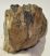 Mammuthus meridionalis partial tooth (415 grams) SOLD (M) 06