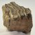 Mammuthus meridionalis partial tooth (415 grams) SOLD (M) 06