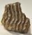Mammuthus meridionalis partial tooth (415 grams) SOLD (M) 06