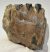 Mammuthus meridionalis partial tooth (415 grams) SOLD (M) 06