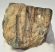 Mammuthus meridionalis partial tooth (415 grams) SOLD (M) 06