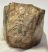 Mammuthus meridionalis partial tooth (415 grams) SOLD (M) 06