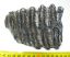 Mammuthus meridionalis tooth (608 grams) Southern mammoth molar