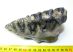 Mammuthus meridionalis tooth (608 grams) Southern mammoth molar