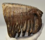 Mammuthus primigenius tooth (1532 grams) Woolly Mammoth