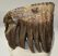 Mammuthus primigenius tooth (1532 grams) Woolly Mammoth