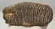 Mammuthus primigenius tooth (1532 grams) Woolly Mammoth
