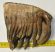 Mammuthus primigenius tooth (1532 grams) Woolly Mammoth